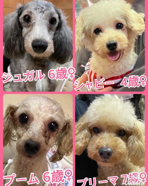 🐾今日の里親様募集中ワンコ🐶メンバーです🐾2022,10,30【保護犬カフェ天神橋店】